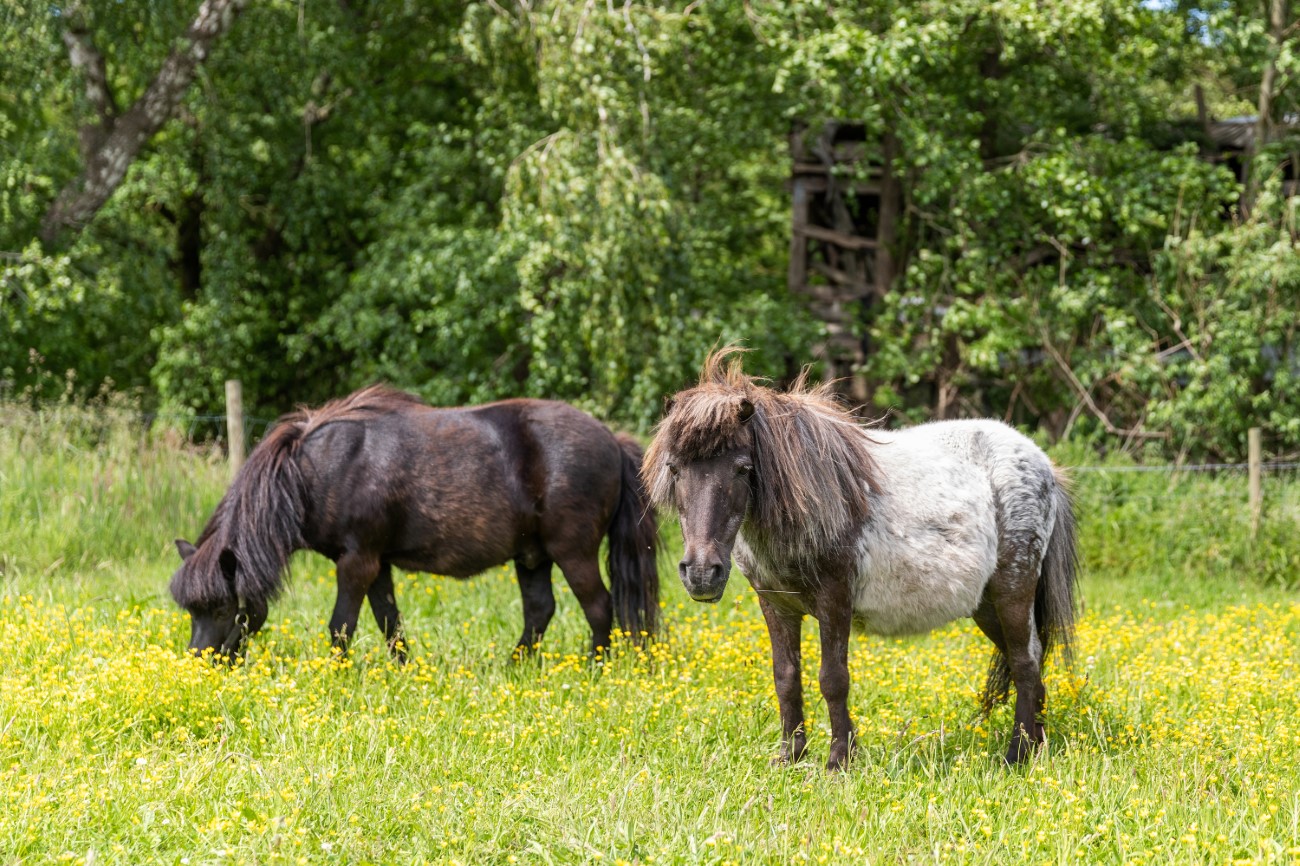 Alte Försterei Unterkunft Eichhörnchennest Halbinsel Ummanz Rügen Pferde Tiere Koppel