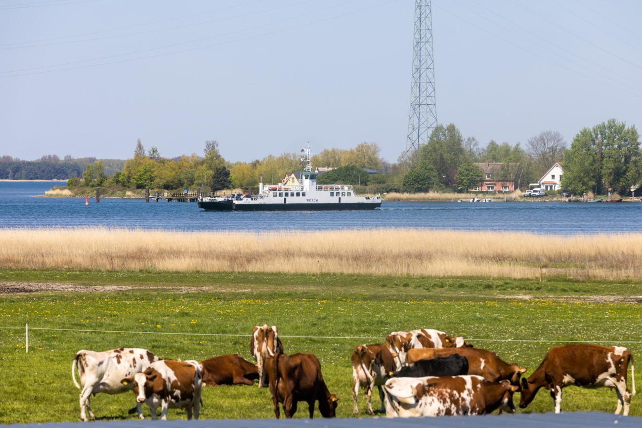 Bauernhof zur Wittower Fähre auf der Insel Rügen - Kühe auf der Weide